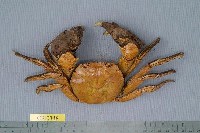 藏品(日本絨螯蟹)的圖片
